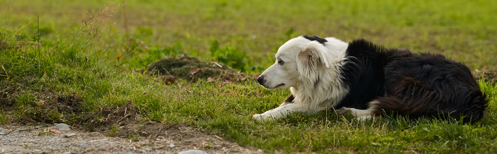 Découvrez notre gamme <b>IDENTIFICATION ELECTRONIQUE POUR CHIENS</b>